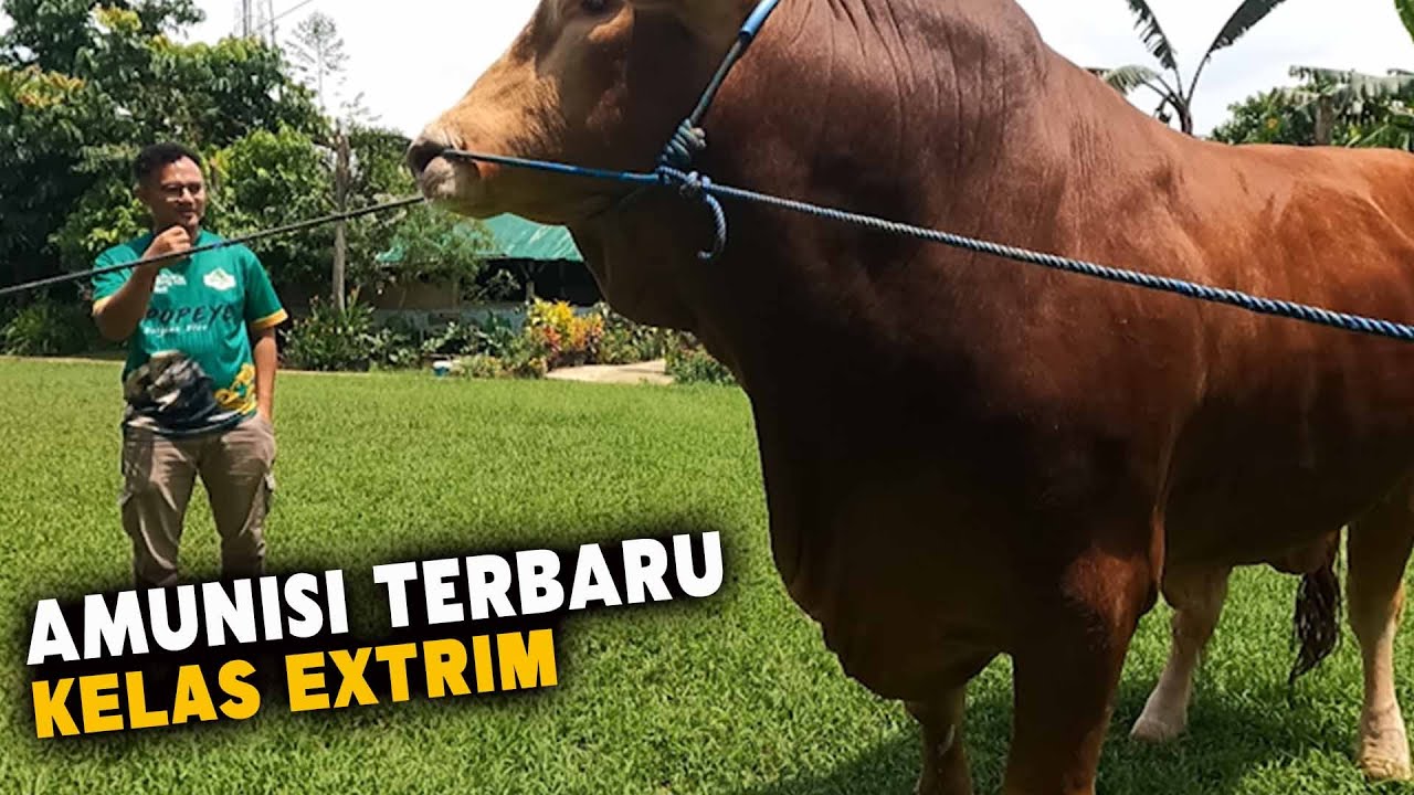 Bocoran Harga Sapi qurban extrim Spek Kontes, Sapi jumbo kandang Btm keluar kandang langsung sold