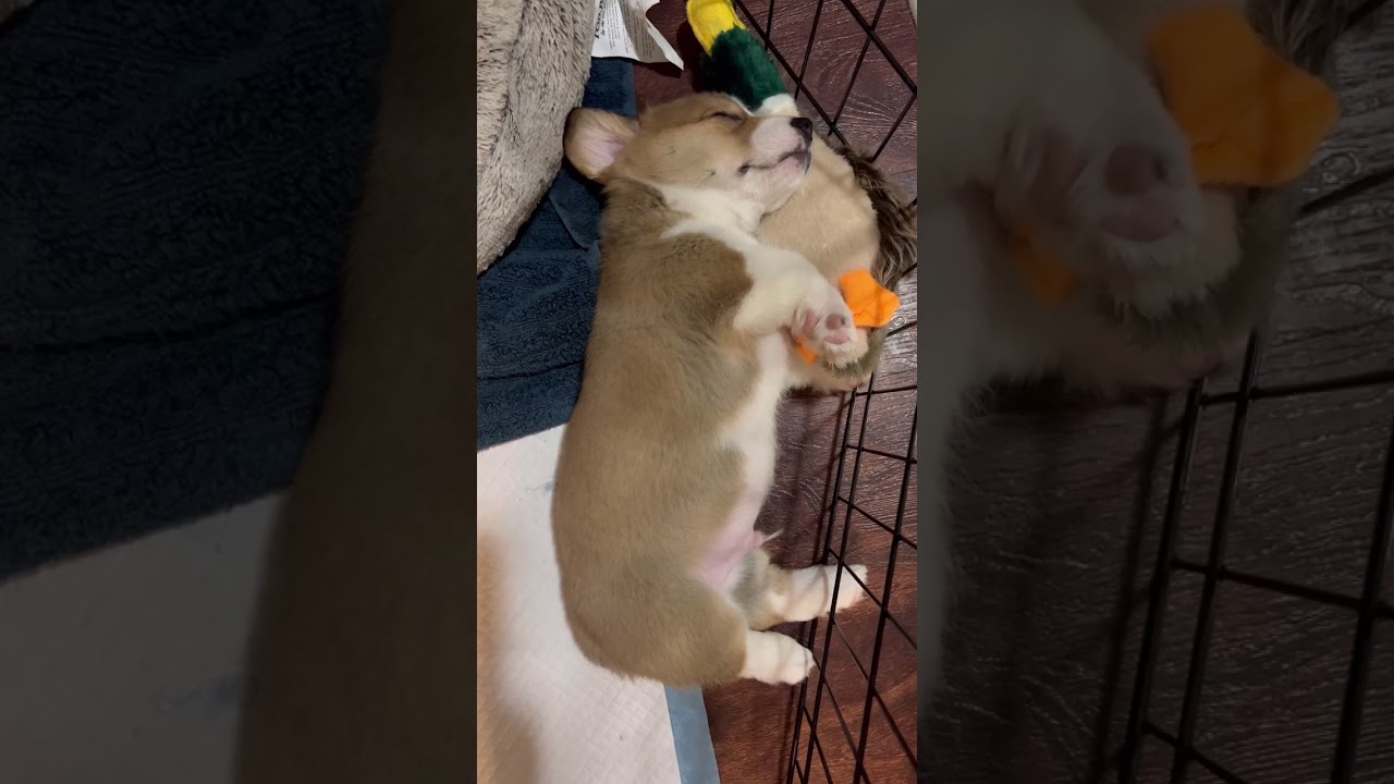 sleeping corgi puppy is living the life! #corgi #shorts