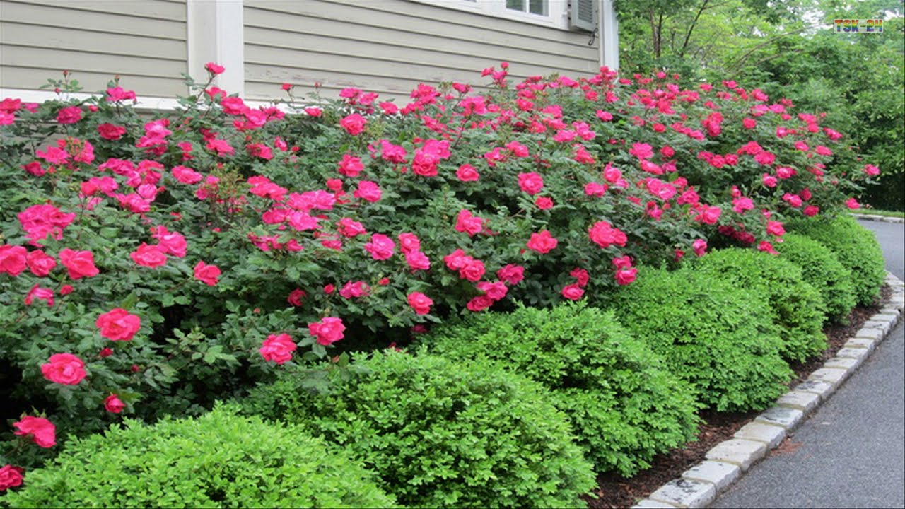 Small Front Yard Landscaping Ideas | Garden Design Ideas | Great Ideas For You