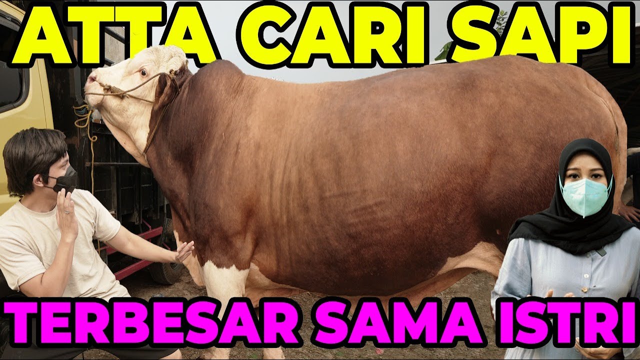 PERTAMA KALI Cari SAPI TERBESAR BUAT ISTRI!