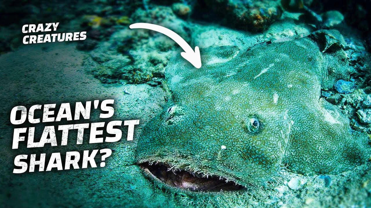 Why Does This Shark Look Like a Carpet?