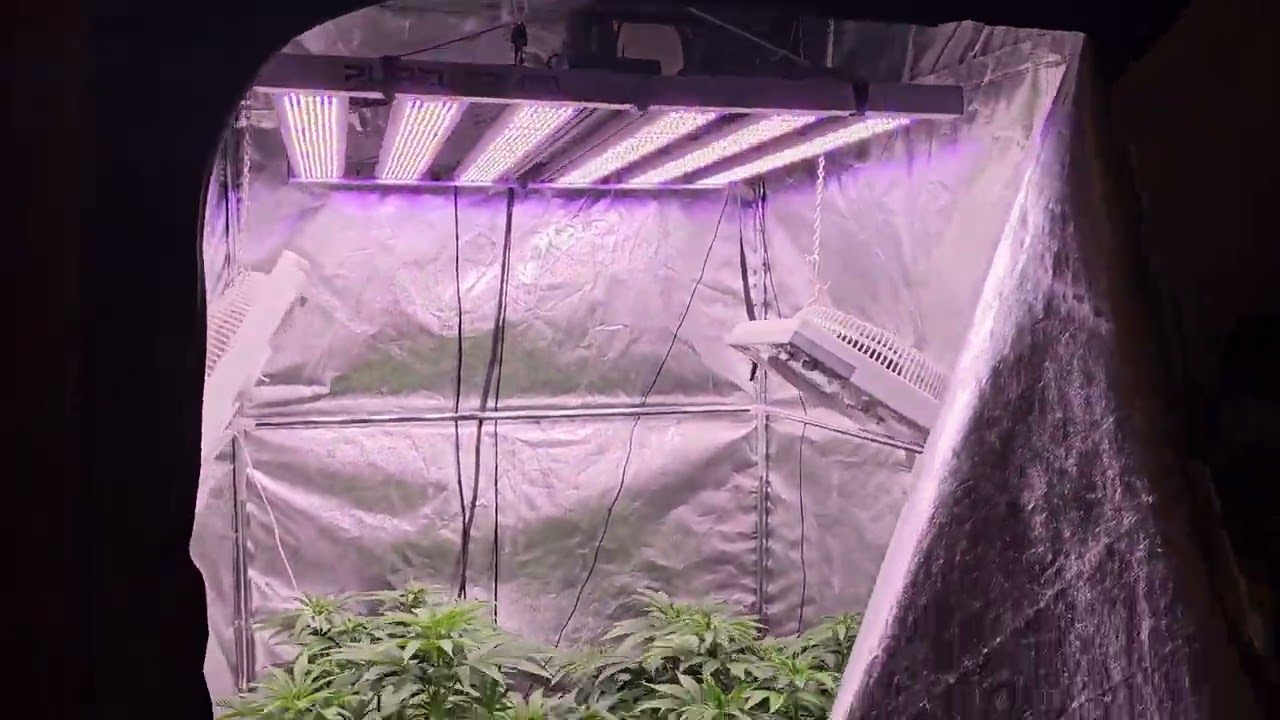 Durban Poison Indoor planting       (pevgrow)   4k60fps #3