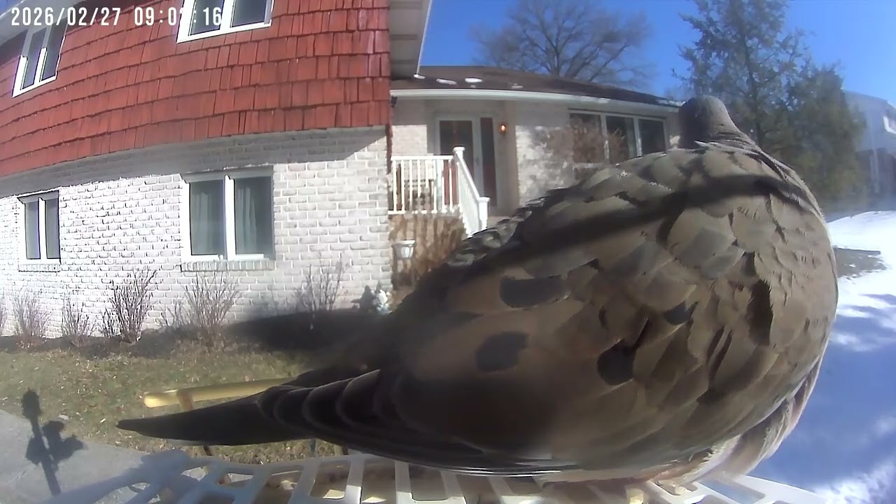 Daily Birdwatching - Netvue Birdfy Birdfeeder Cam - February 27, 2026