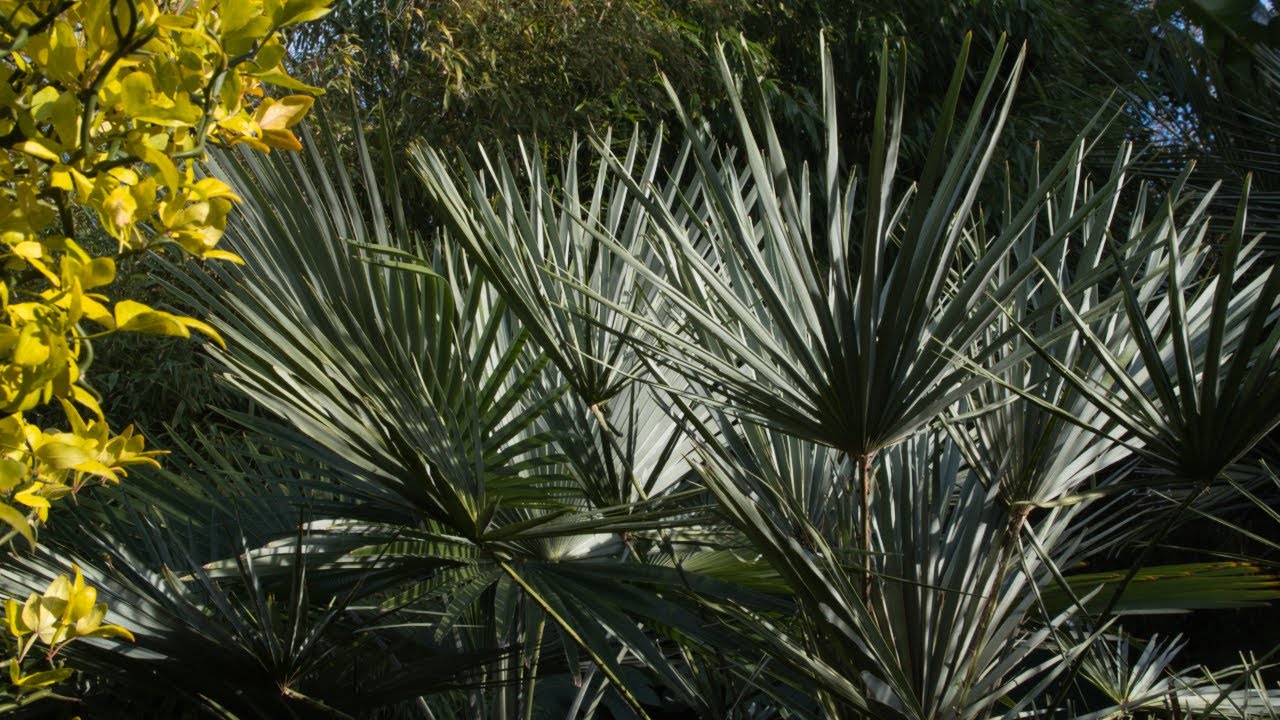 Palma karłatka 'Cerifera'