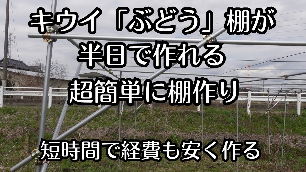 キウイ「ぶどう」の棚作り」1人で簡単に時間もかけずに費用も余りかけずに棚作り。