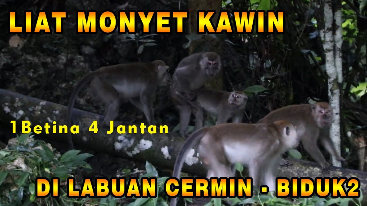 Monyet Kawin 1 Betina 4 Jantan