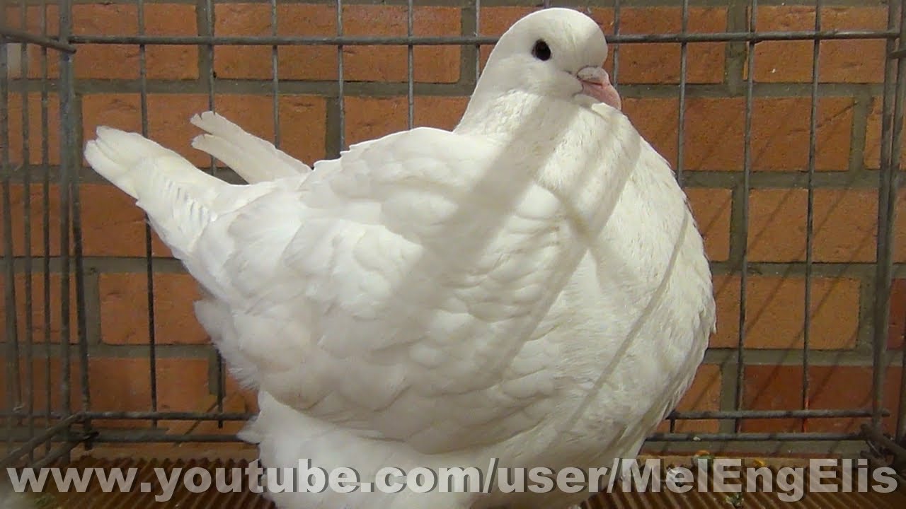 Jeune Mâle Pigeon Mondain blanc - Nœux-les-Mines 2026