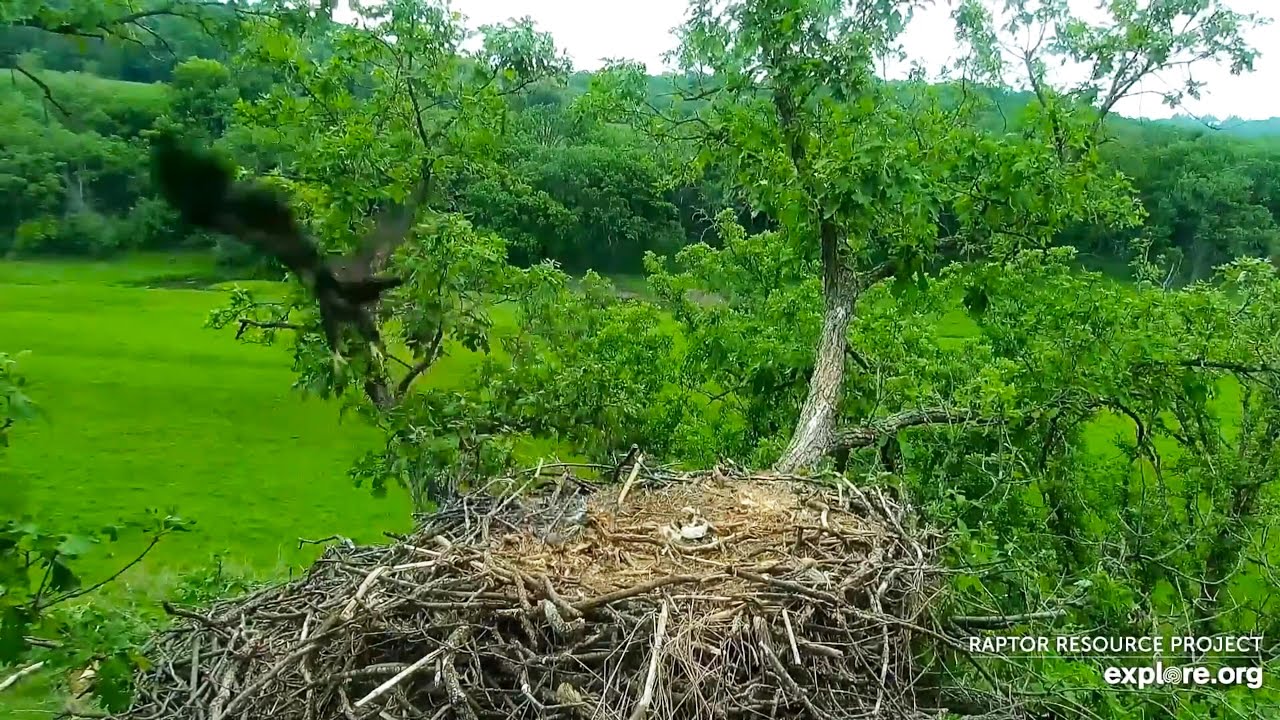 #15 Eagle Nest | DN12 FLEDGED!! ~ 06-09-2020