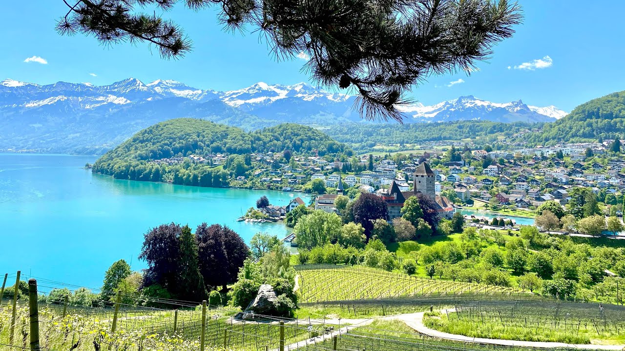 The Vineyards of Spiez / A little piece of paradise 🍇 🇨🇭Switzerland 🇨🇭