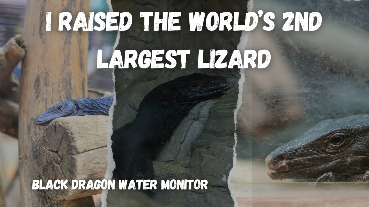 Giving my black dragon water monitor a bath