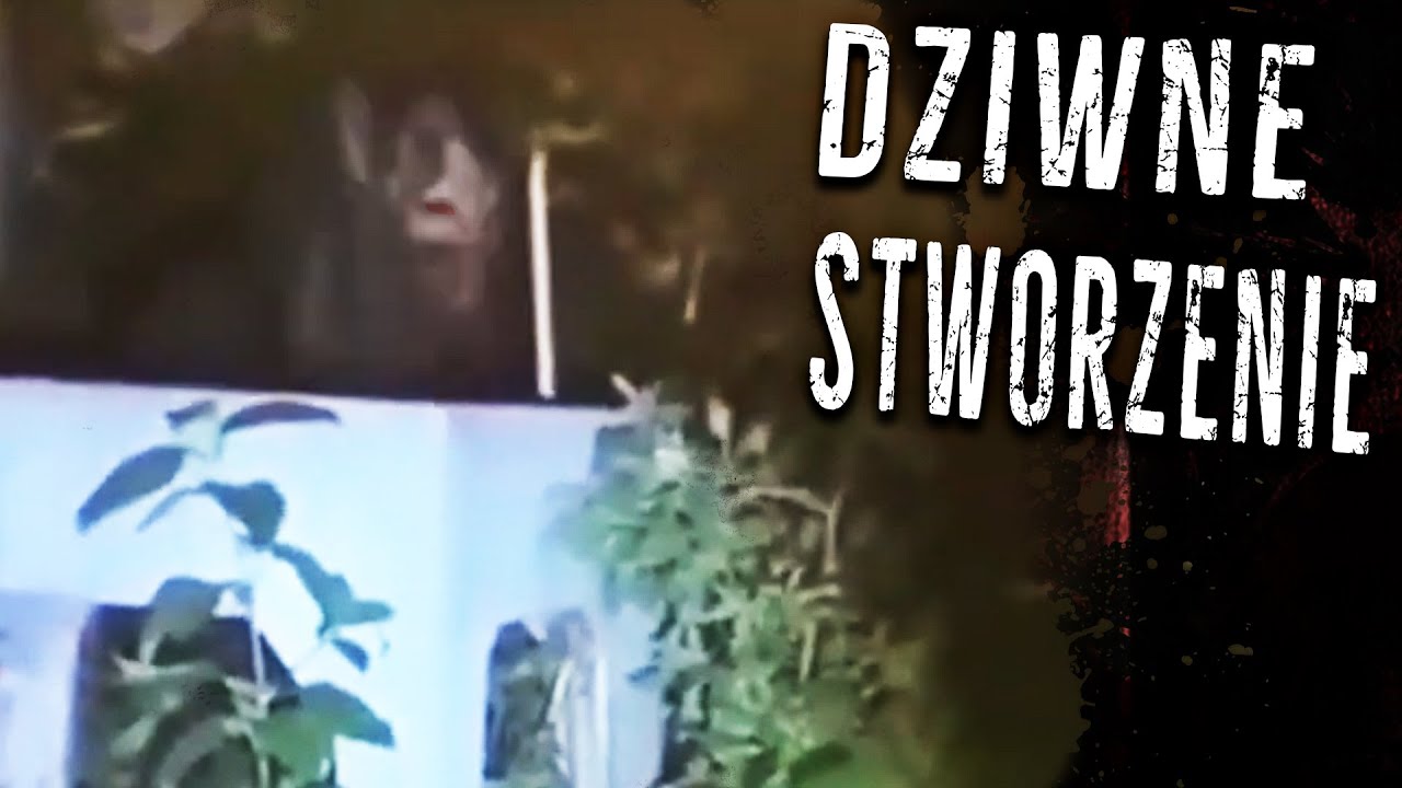 Kolejna tajemnicza KRYPTYDA | Paranormalne nagrania 121