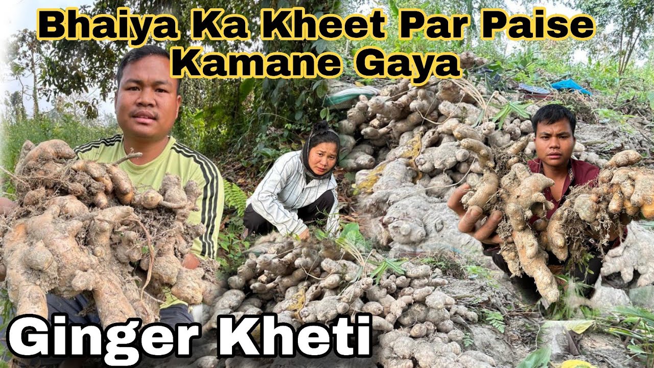 Aaj Ham majdur Ban Gaya ll Ginger Ka Kheeti.