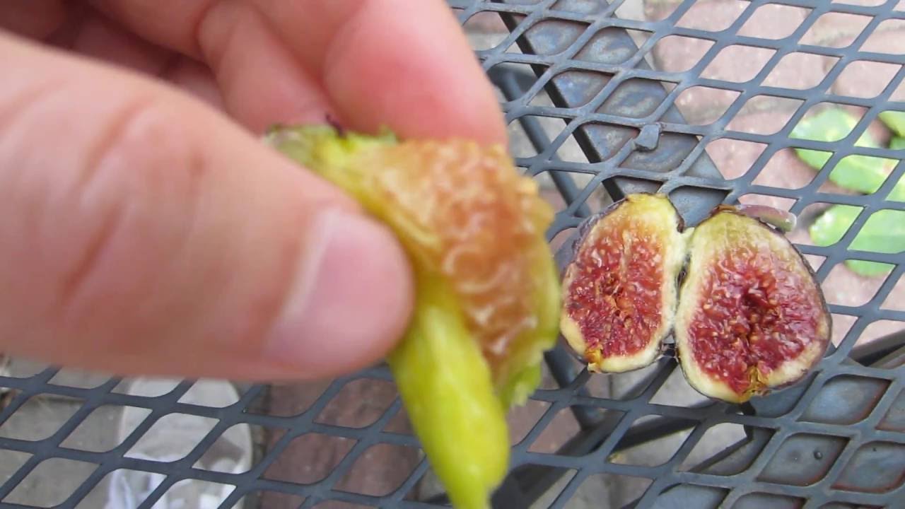 Fig Variety Tasting: Conadria & MBVS