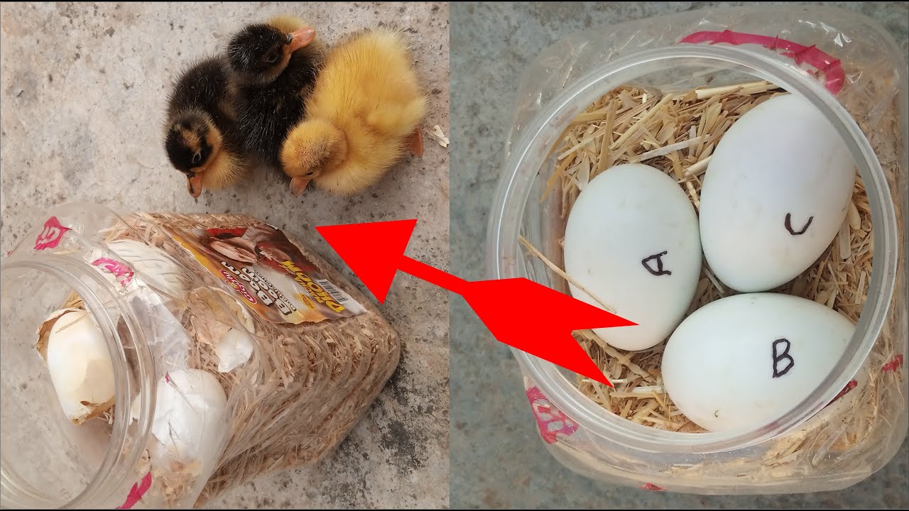 Hatch Eggs Without Incubator / Sunlight Duck Egg Hatching /  Incubator Plastic Box Help Sunlight