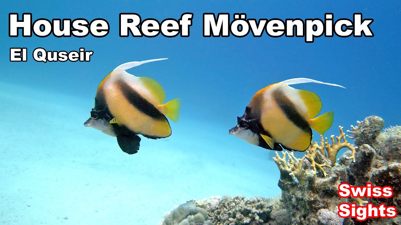 House Reef Mövenpick Resort Extra Divers El Quseir Egypt 4K
