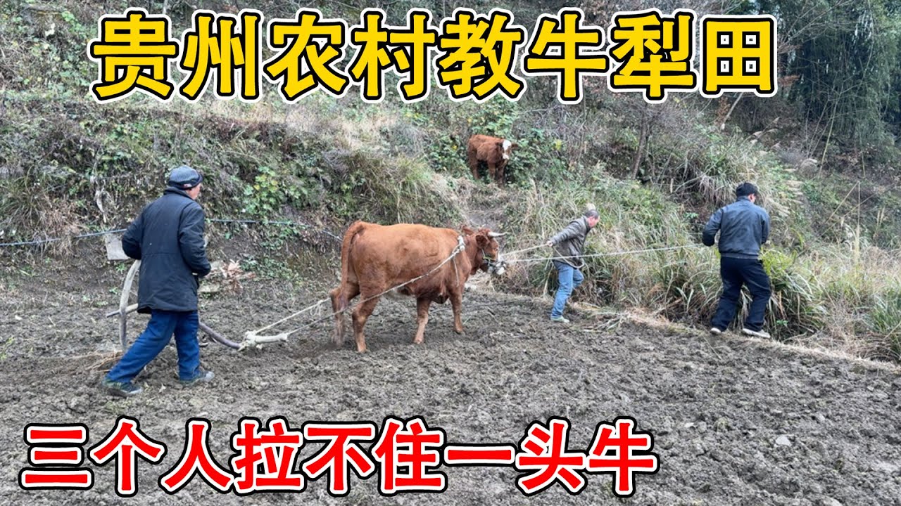 叉叉一家人回老家过元旦节！在农村教牛犁田，  牛是怎么学会犁田的  三个人都拉不住