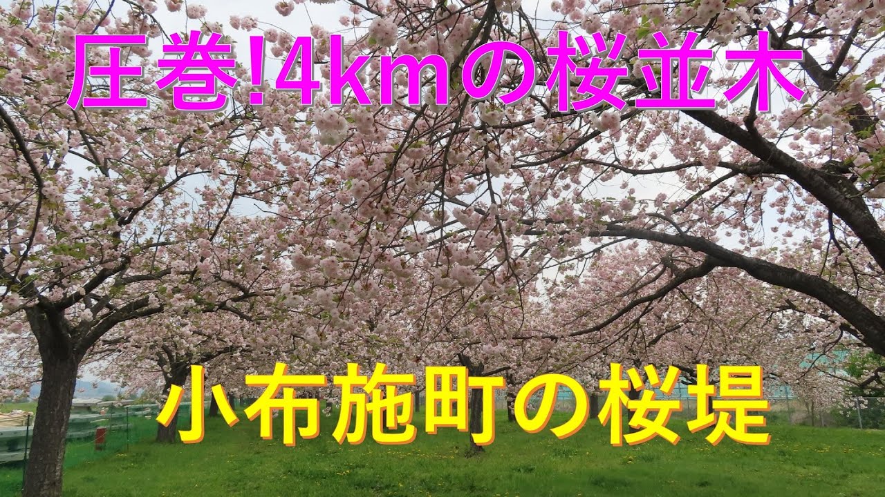 【小布施町】圧巻!4kmの桜並木　小布施町の桜堤
