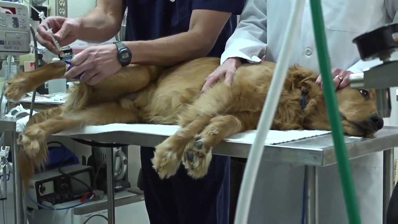 Anesthesia and Pain Management at UW Veterinary Care (with Dr. Lesley Smith)