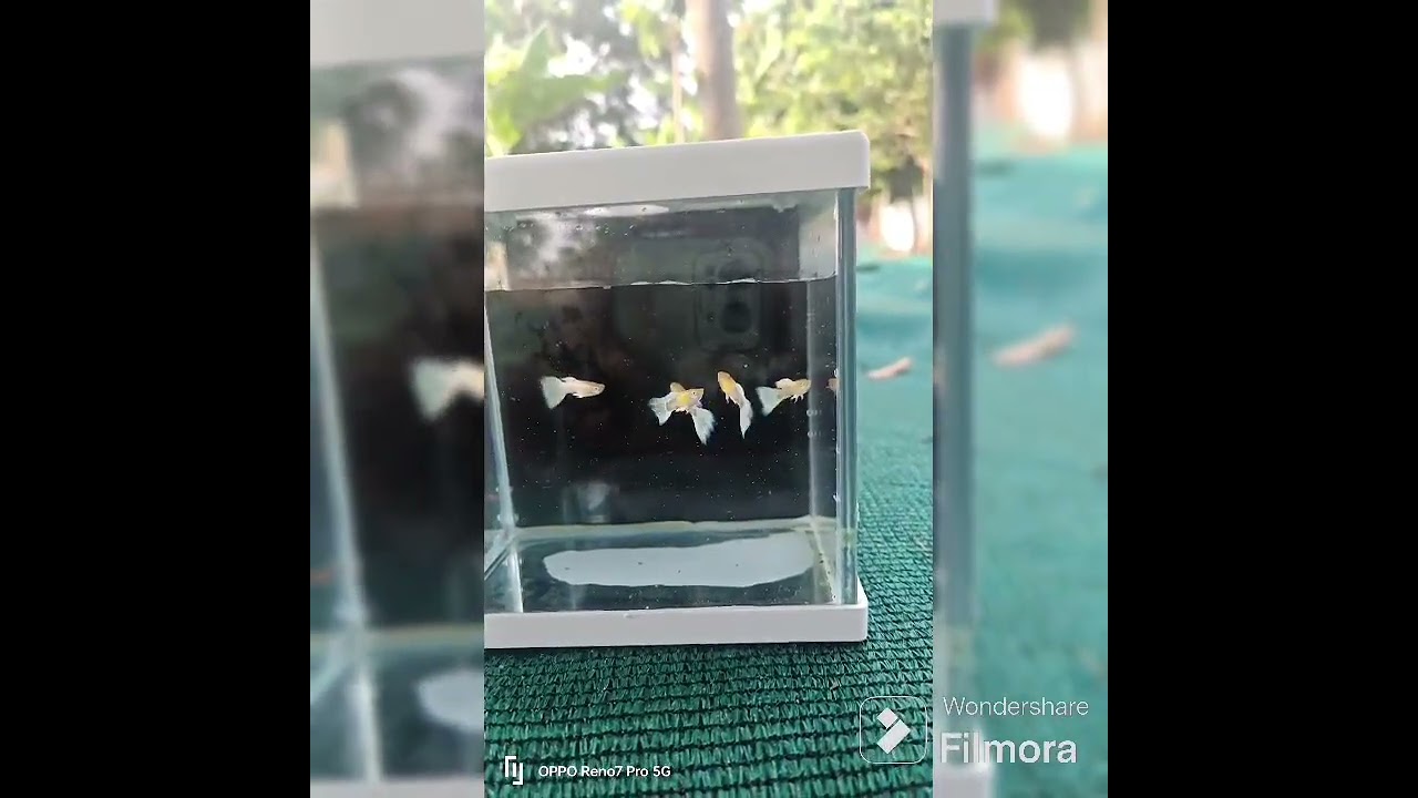 platinum white Guppy avaliable price 80