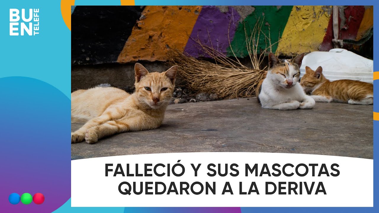 MURIÓ la DUEÑA y sus 23 GATOS quedaron ABANDONADOS en SAN CRISTÓBAL #BuenTelefe
