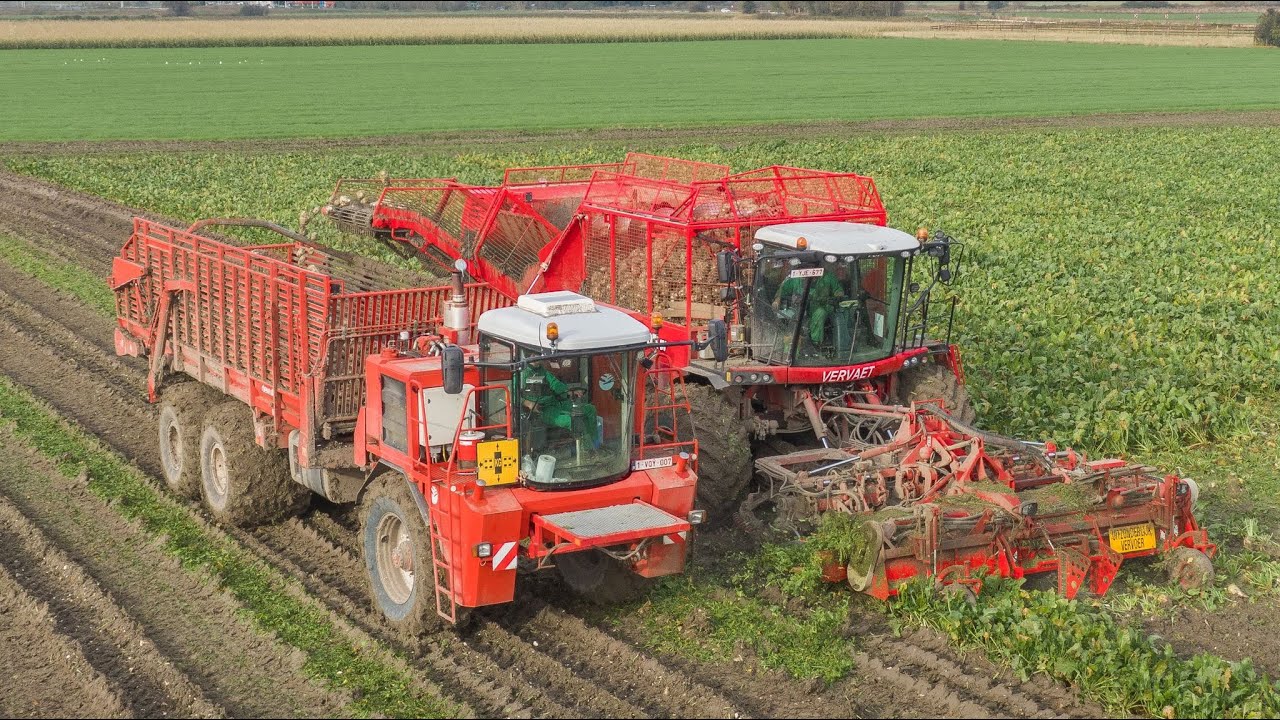 Sugar beet harvest | Vervaet EVO Beet Eater 925 | Dewulf 9150 overload wagon | Franco & Zoon BV