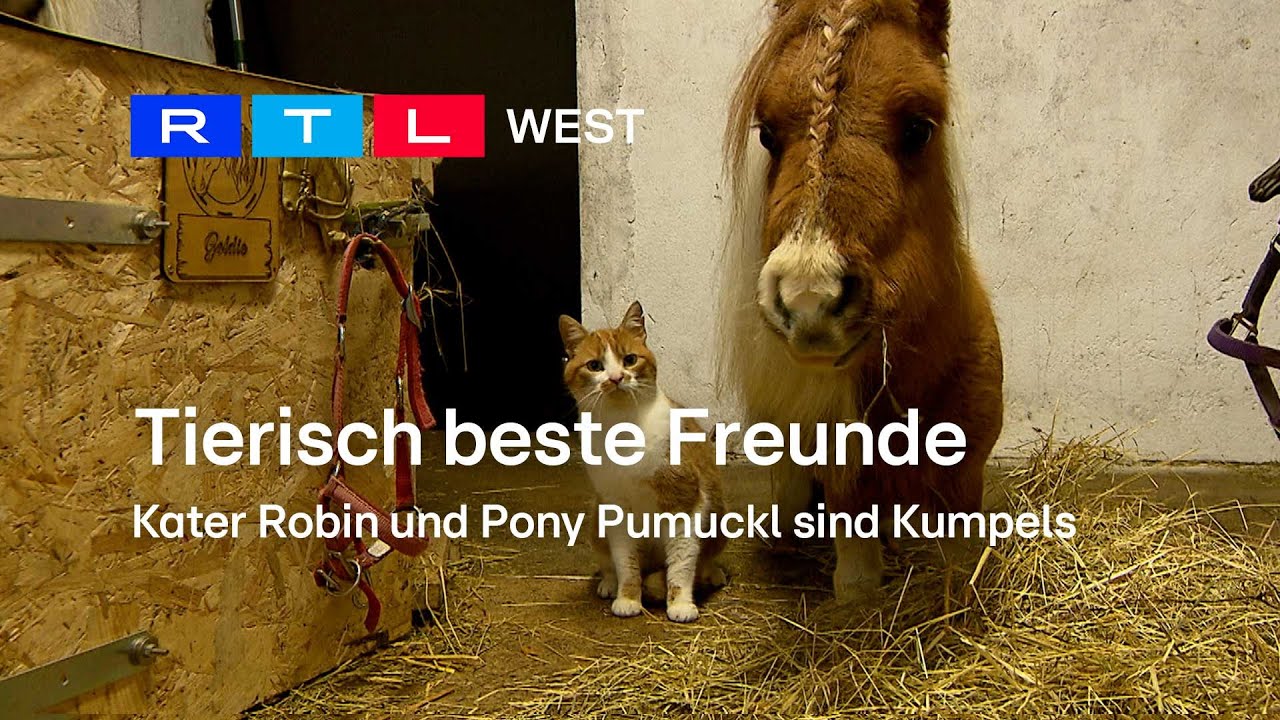 Tierisch beste Freunde: Kater Robin und Pony Pumuckl sind Kumpels | RTL WEST, 26.02.2024