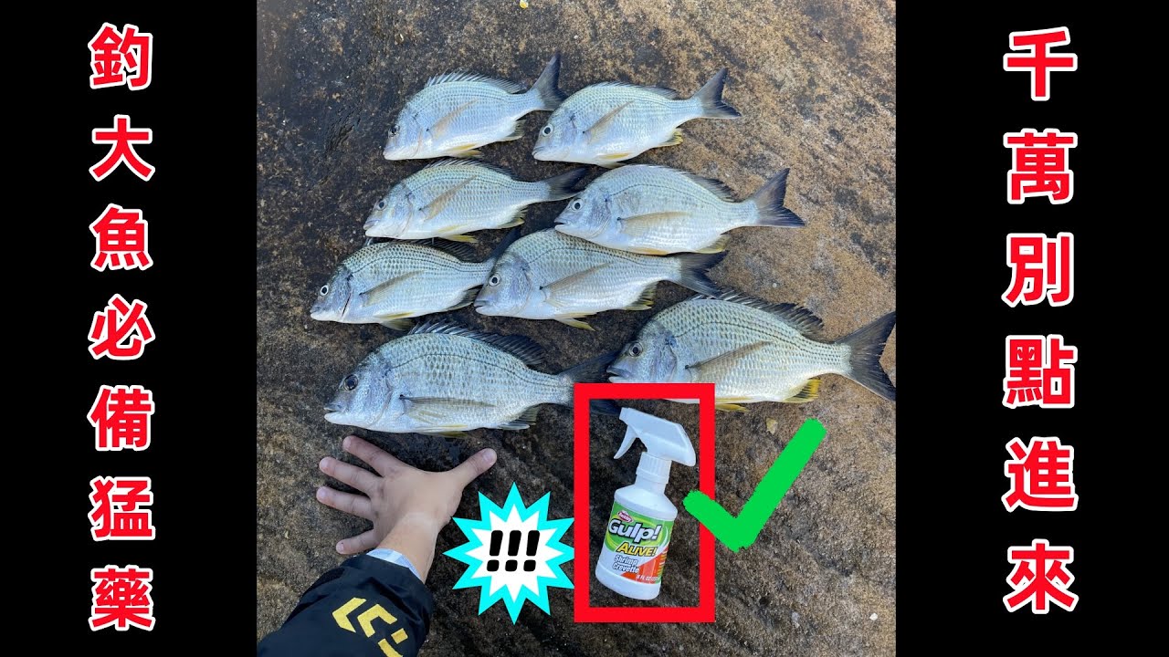 磯釣神奇釣法+大魚誘捕猛藥 仙的很  全遊動 #磯釣 #全遊動 #釣魚