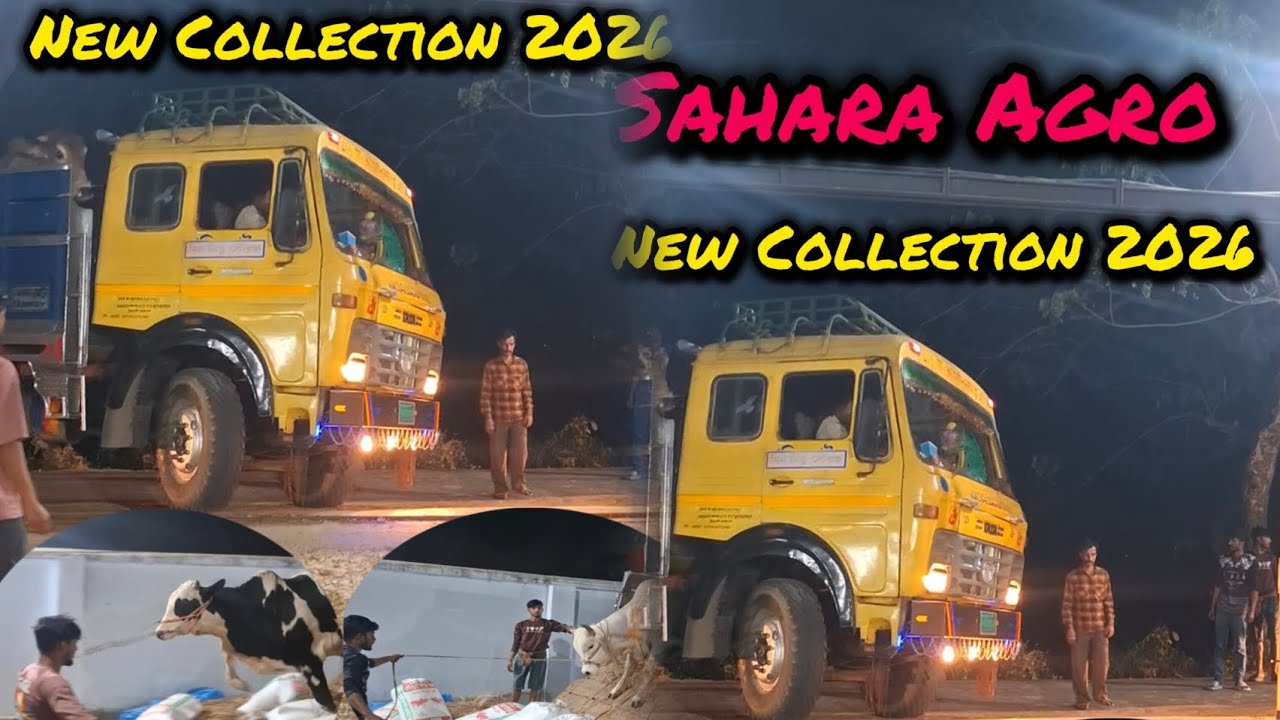 Sahara Agro New Collection 2026 powerful bulls unloading from trucks 🐂🔥 
