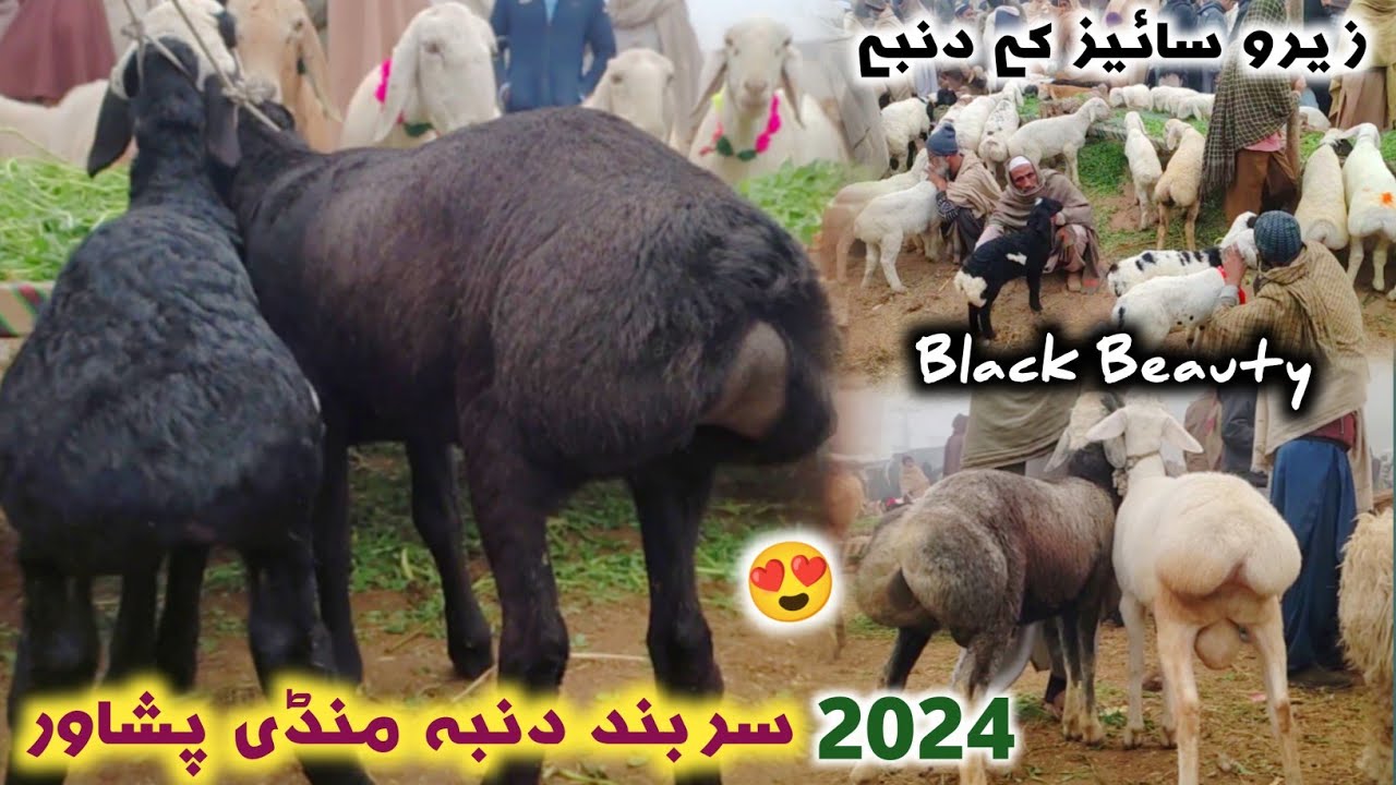 Dumba 🐑 Mandi Peshawar New Updates January 2024 | Zero Size Sheeps Prices 😍 Izhar Ali Shah Vlogs