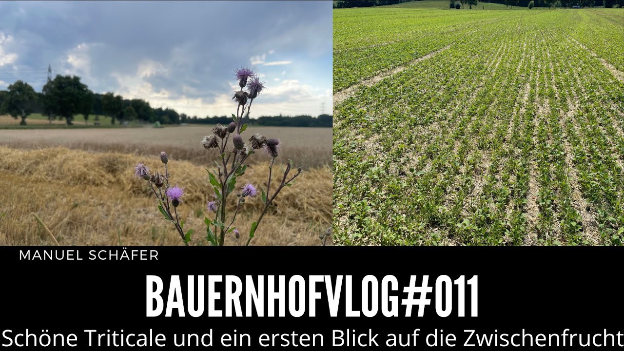 BauernhofVlog #011 Die Ernte geht weiter und einen ersten Blick in die Zwischenfrucht