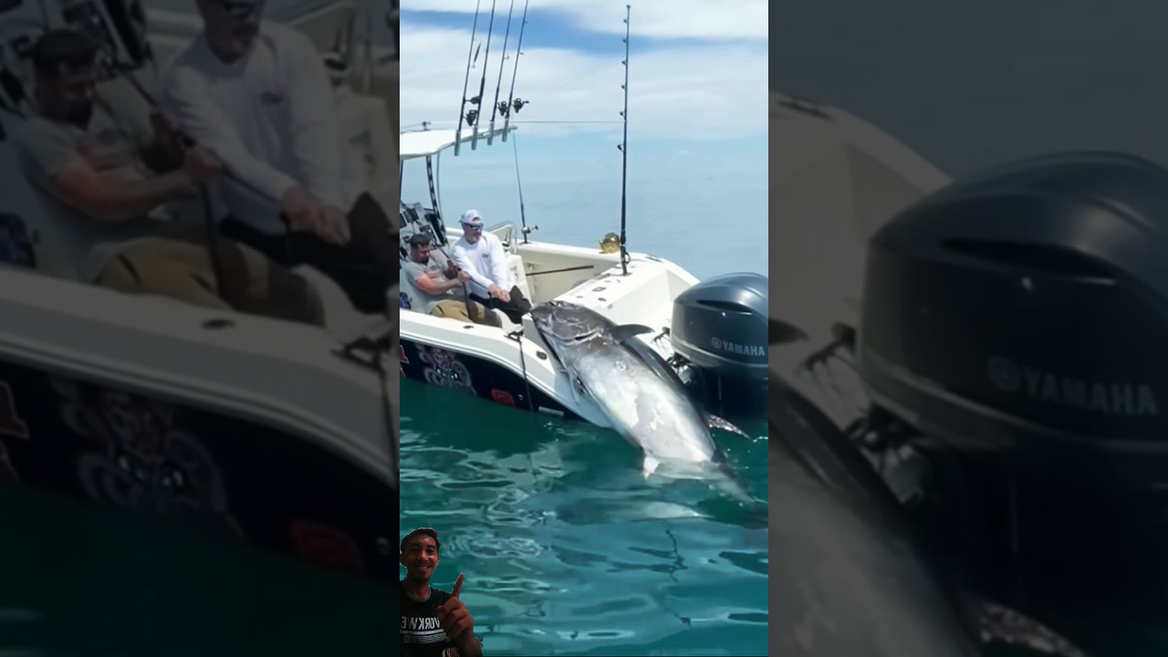 Dibuat kewalahan sama ikan tuna #fishing #bluefin #boat #tuna#shorts