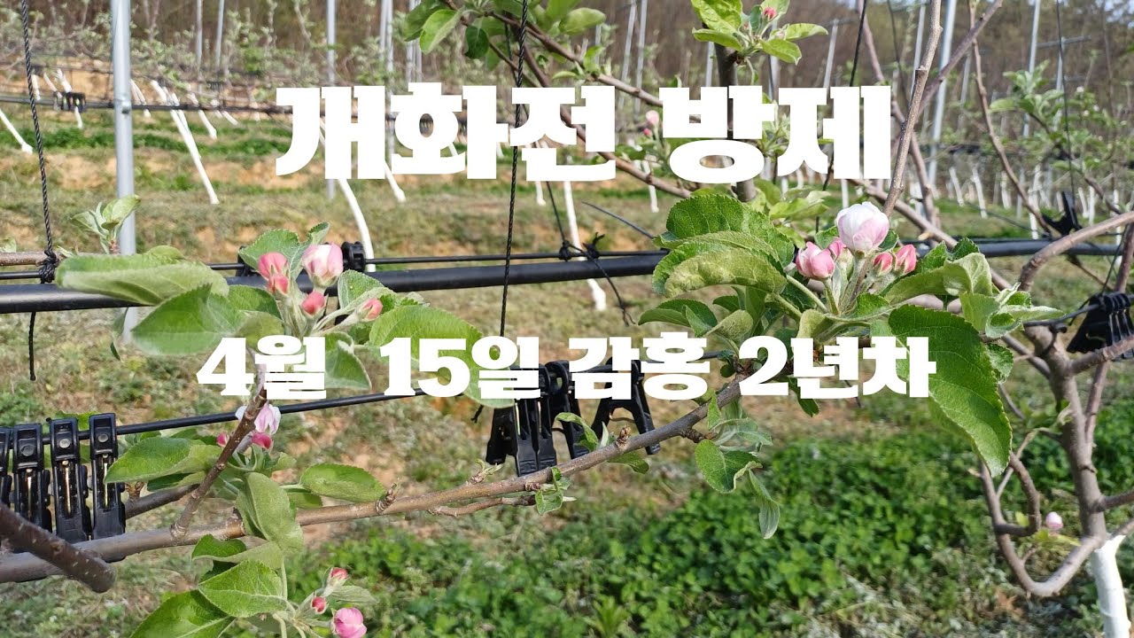 사과재배 (다축,구욧재배) 4월 15일, 개화전 방제