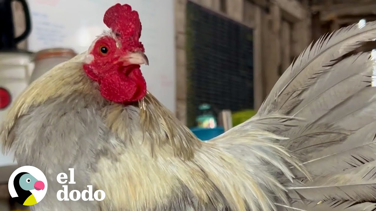 A este gallo le encanta saltar sobre sus papás | Pequeño y Valiente | El Dodo