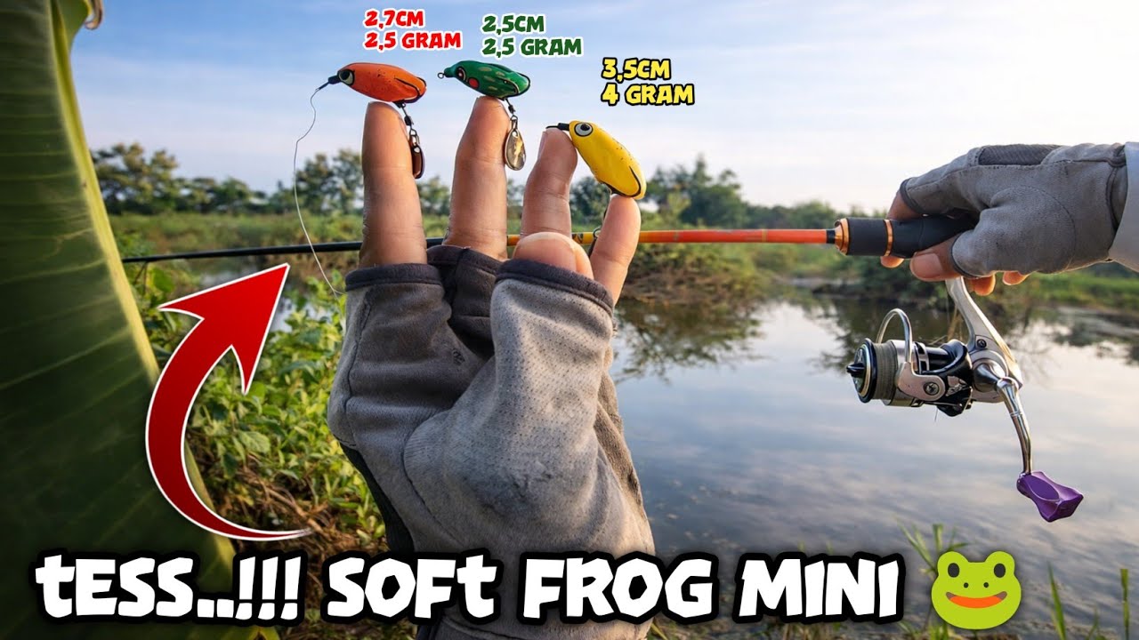 KODOK MINI UNTUK IKAN GABUS_254