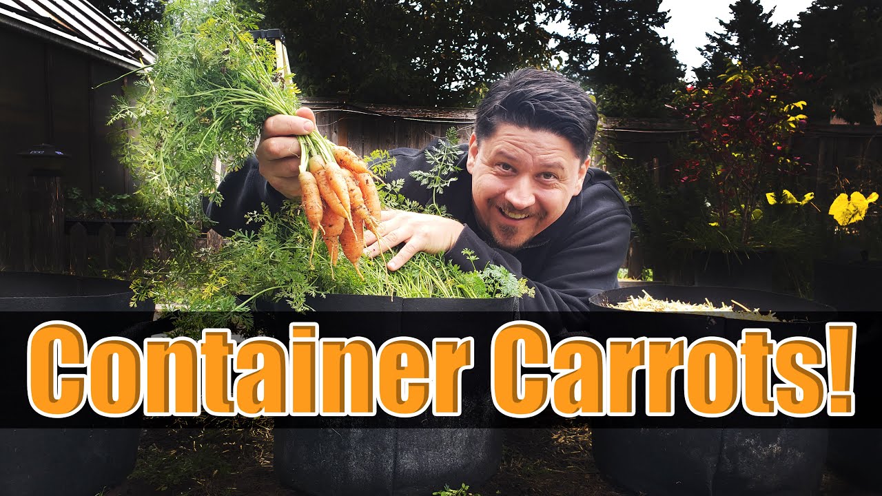 How To Grow Carrots In Containers - The Definitive Guide