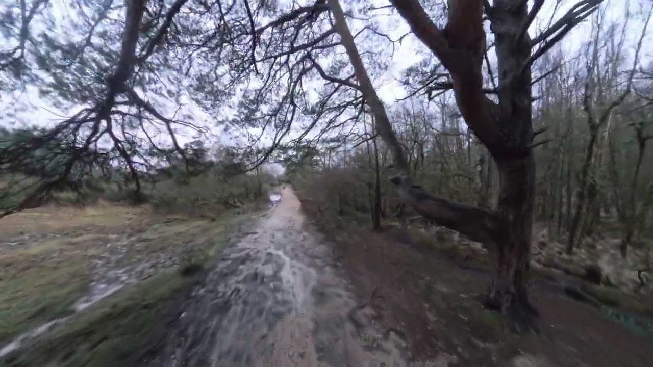 New Forest Walk - Deerleap - Winter Sunrise