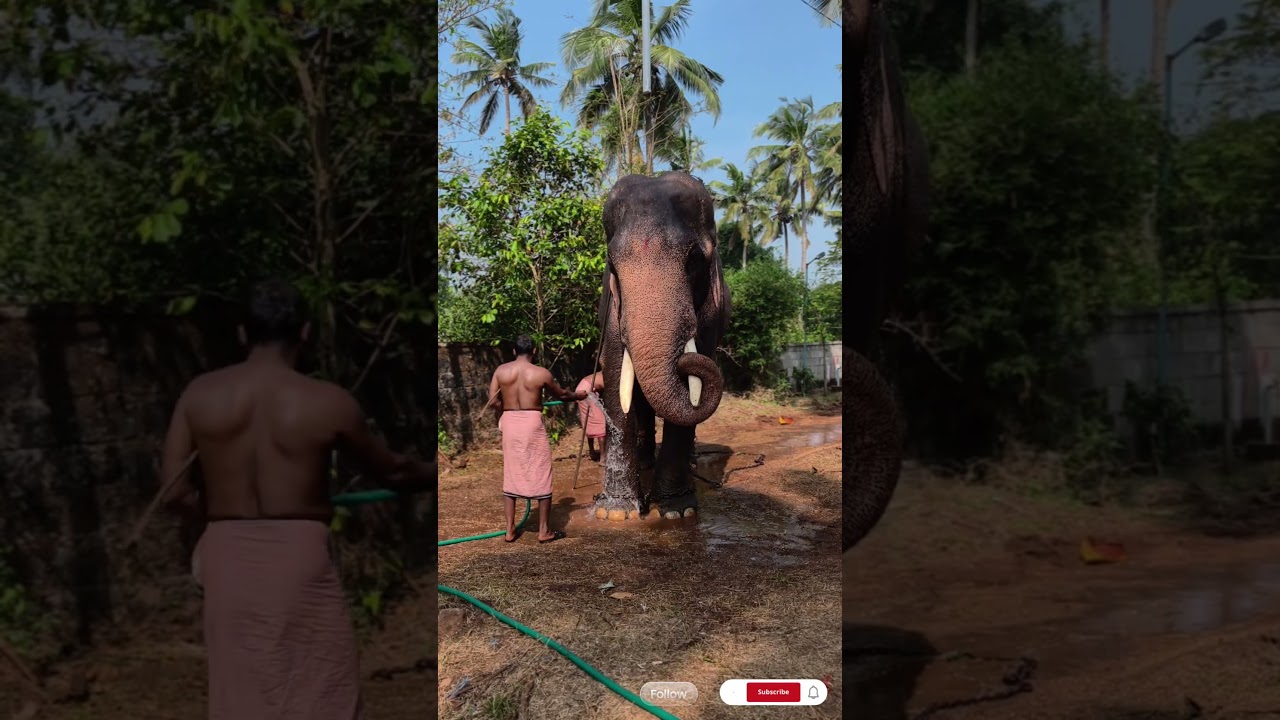 valiyalukkal kuttisankaran😍old choppies kuttisankaran