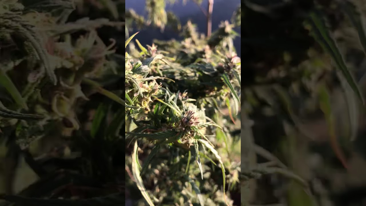 Marijuana in Nepal  #nature #chill #outdoor #hunting #marijuanagrowers #high