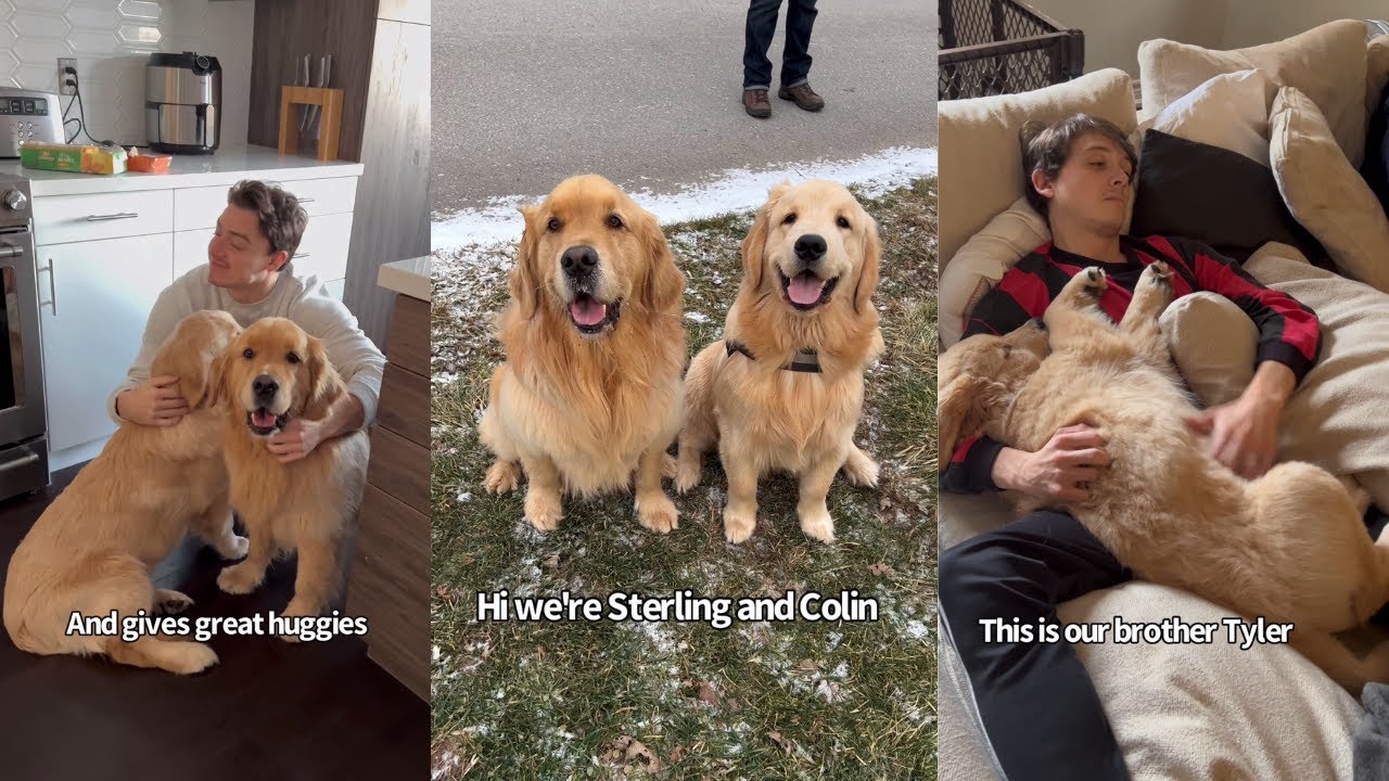 Sterling And Colin The Golden Retrievers...Meet the Family
