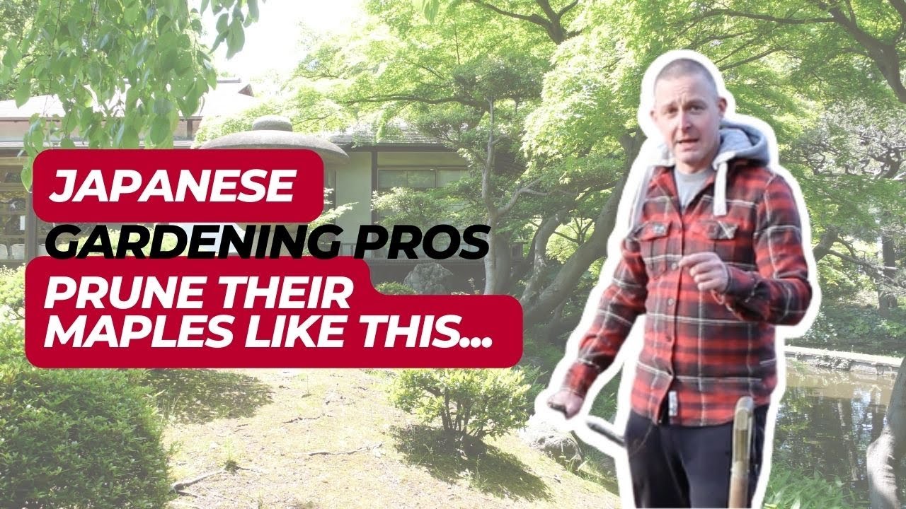 How to Prune Your Japanese Maple - Like a Pro!
