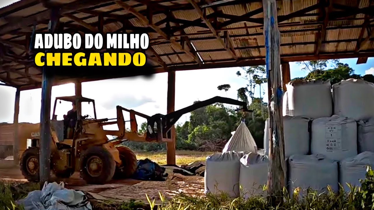 Plantamos EUCALIPTOS na Fazenda