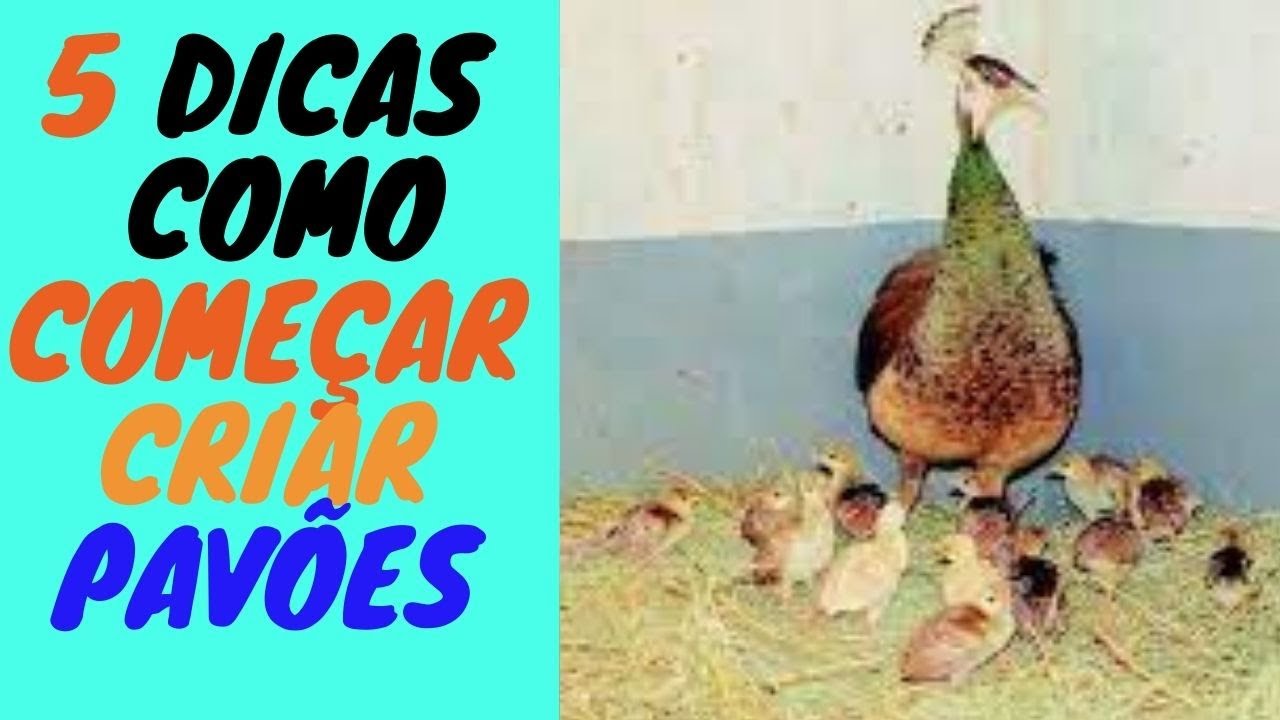 5 DICAS de como  começar uma criação de  PAVÕES do ZERO e ter sucesso com essas aves