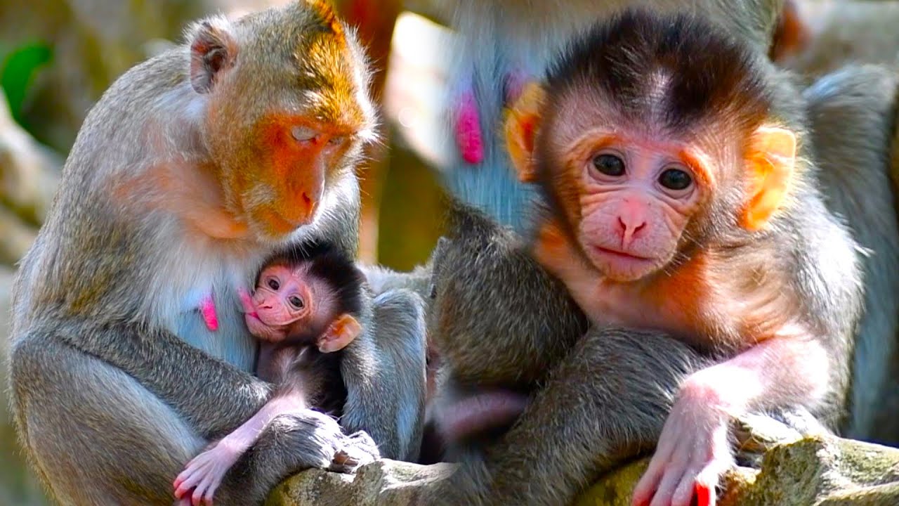 Adorable Nice Baby Monkey after get milk very activities playing 