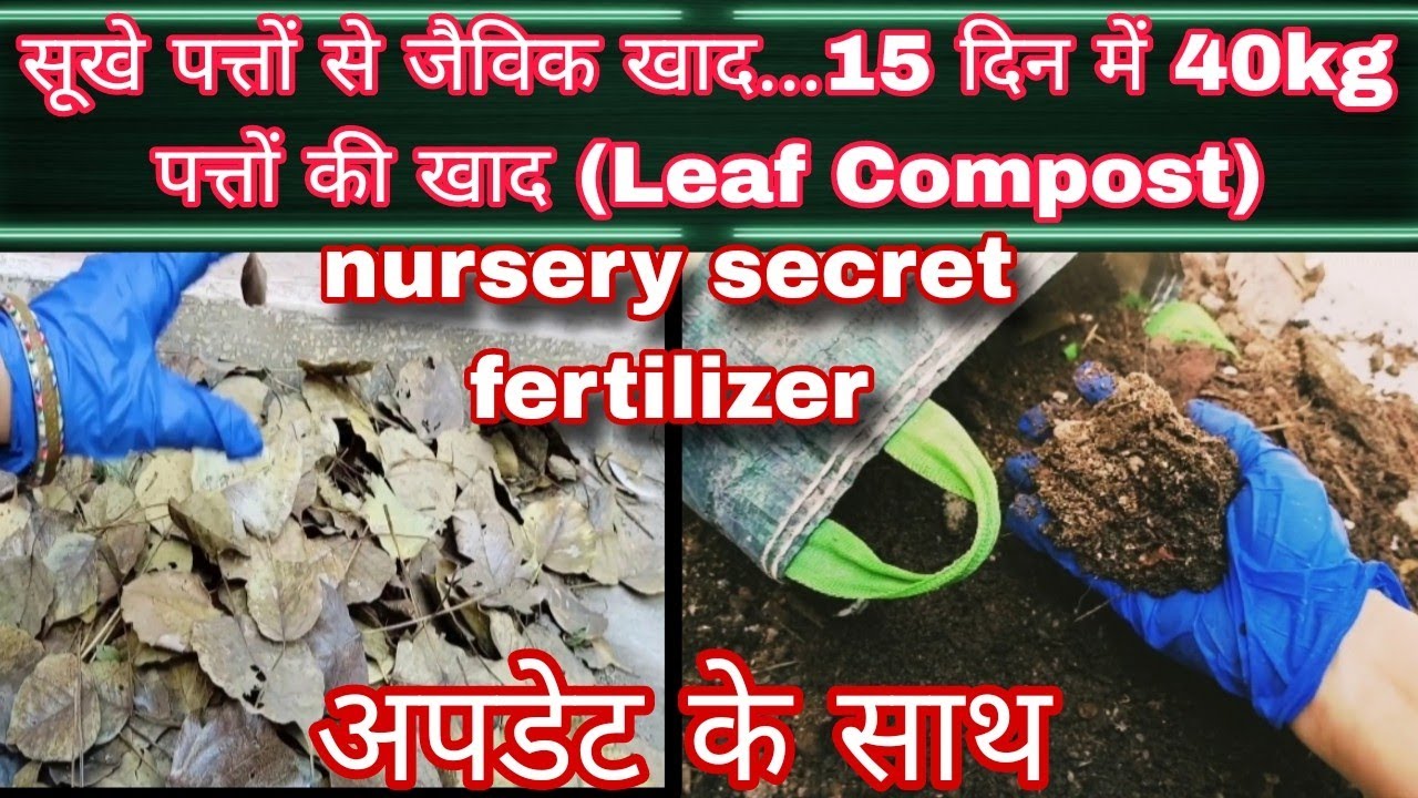 15 दिन में सूखी पत्तियों से 40 किलो उच्च गुणवत्ता वाली लीफ कंपोस्ट (Leaf Compost) कैसे बनाएं?