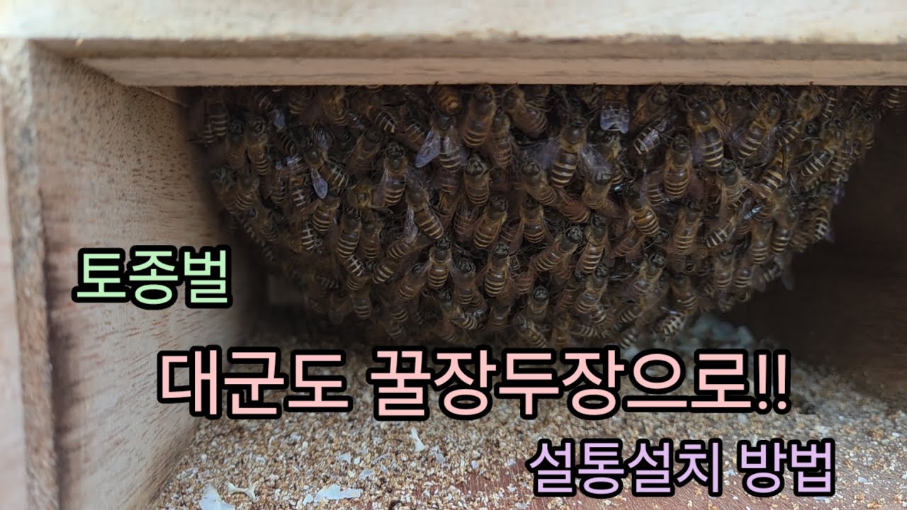 토종벌 대군도 꿀장두장으로 월동 설통설치 자세한 설명👈