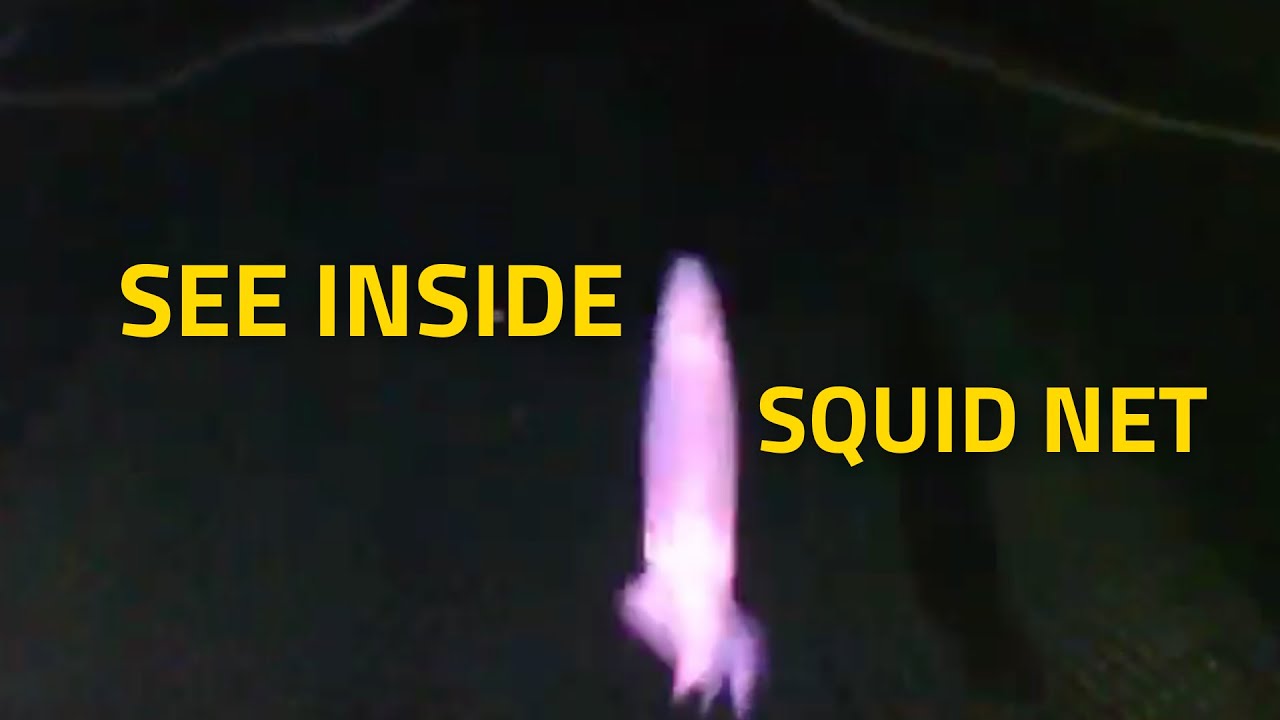 Mesmerizing Underwater Footage from Falkland Islands' Squid Trawler Golden Chicha