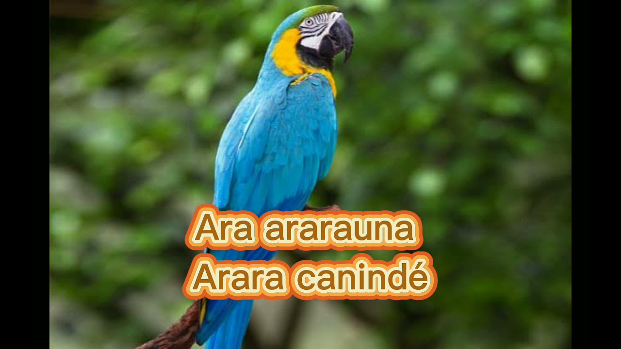 O canto da arara canind&eacute;  (  Ara ararauna  )