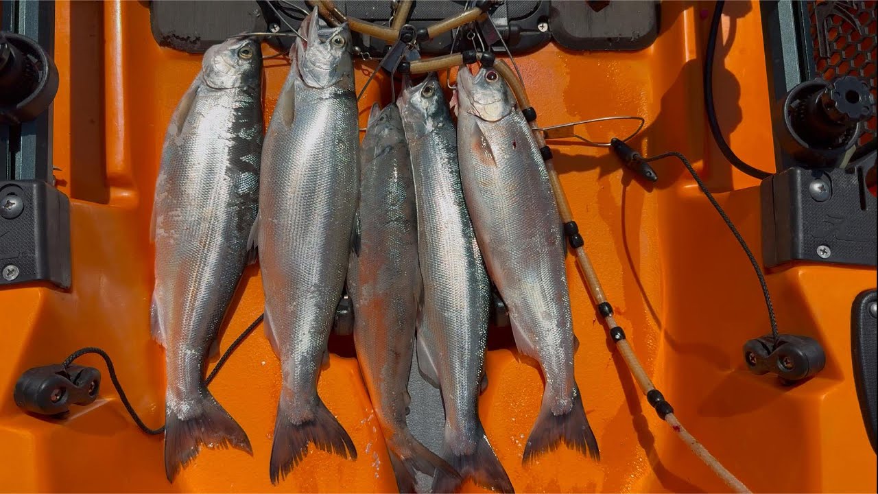 My First Ever Kokanee At New Melones Lake | Sacramento Salmon Fishing?? - 2025