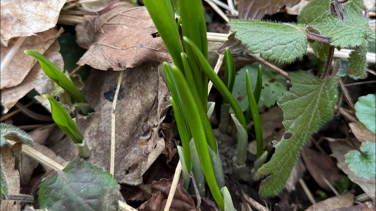 Ep.21 กระเทียมป่าออกเเล้วจ้า อากาศยังหนาวมาก เดินเล่นริมคลองกับบรรยากาศดีๆ #หาอยู่หากิน