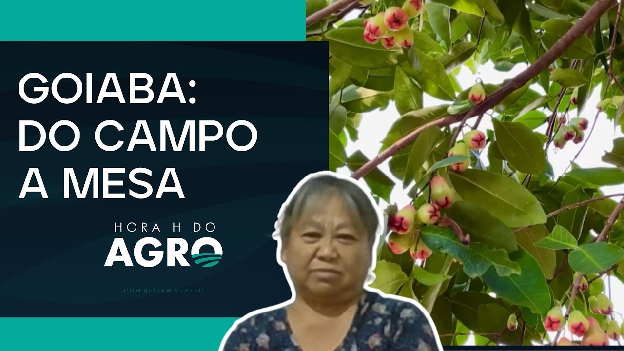 Safra da goiaba: como está a produção e o abastecimento